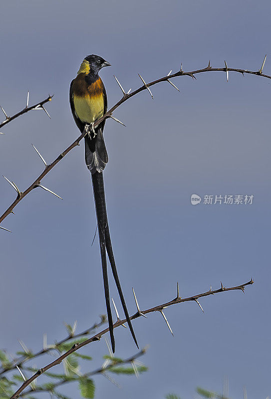 长尾whydah或东部whydah (Vidua paradisaea)是东非的一种棕色麻雀状的小鸟，位于坦桑尼亚的Tarangire国家公园